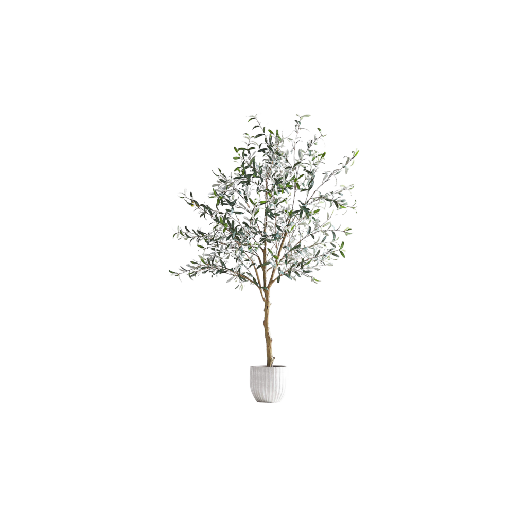 Olive-Tree-Plant
