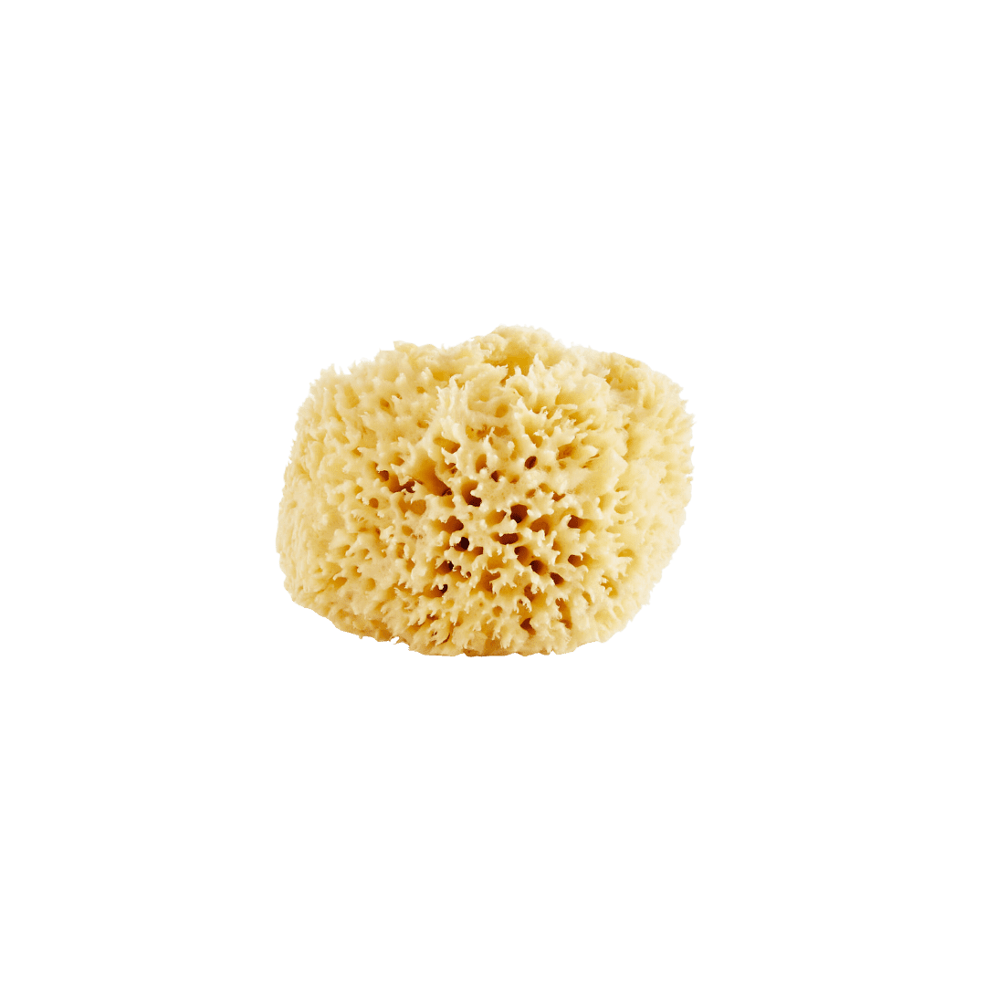 Wool Sponge