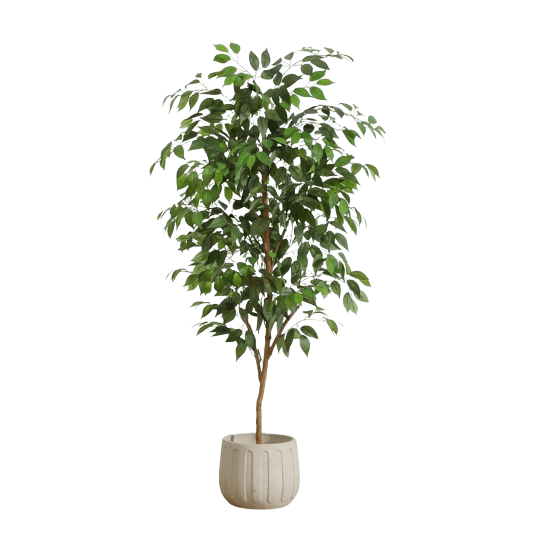 Ficus tree in ceramic pot