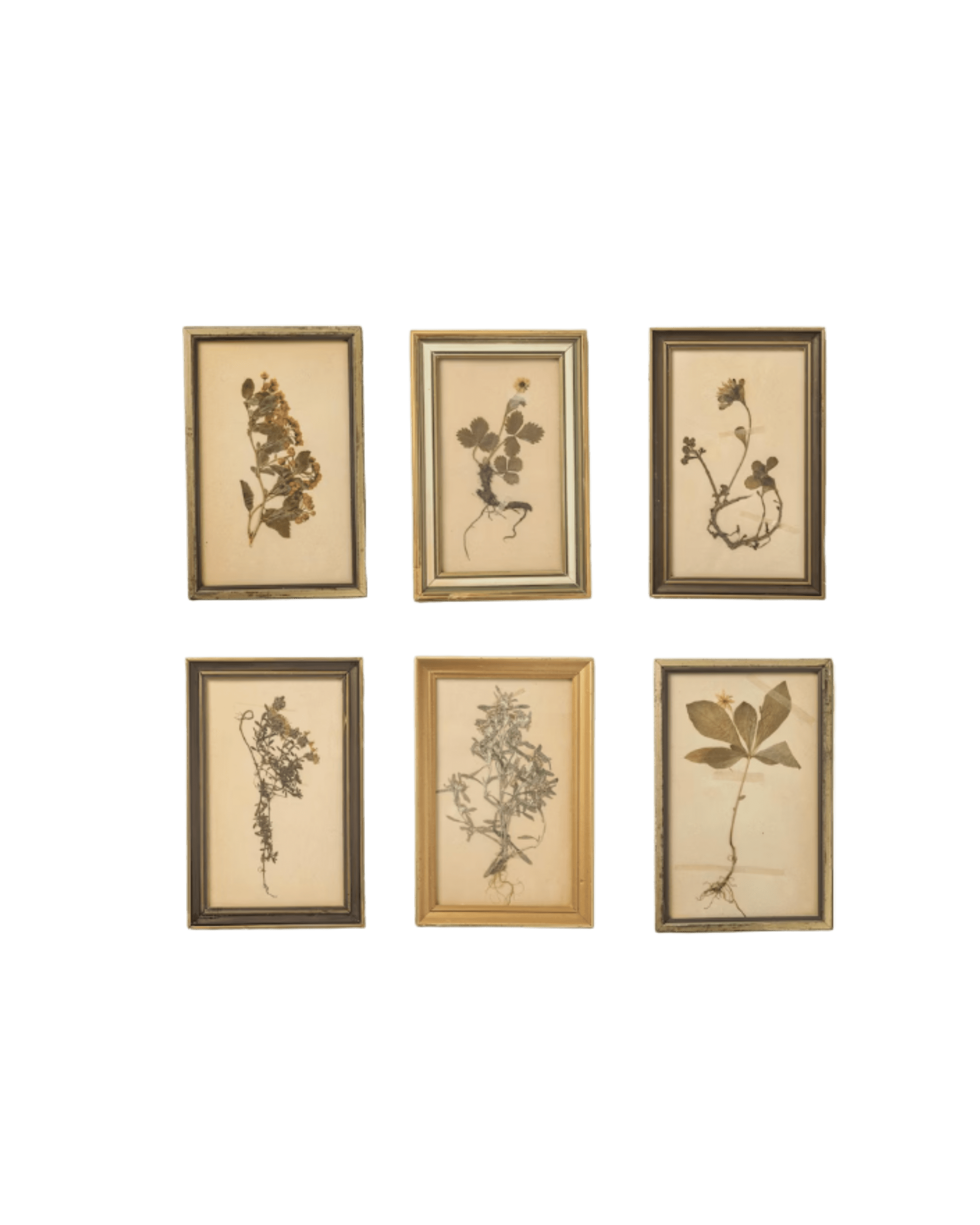 Six vintage herbarium illustrations framed in slim gold frames, arranged in two rows on a black background.
