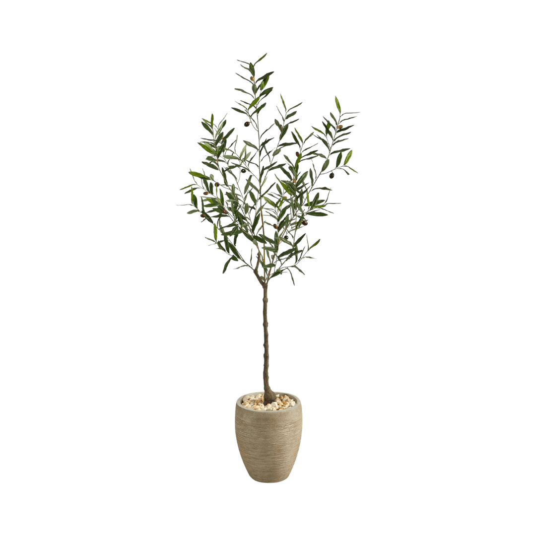 Small olive tree in a beige pot with decorative pebbles on top of the soil field of the pot starched.